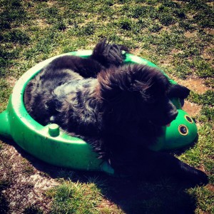 Digby in the pool