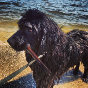 Digby with stick