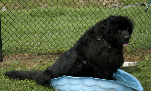 Digby! will get a new pool if you use our Live 360 discount code!